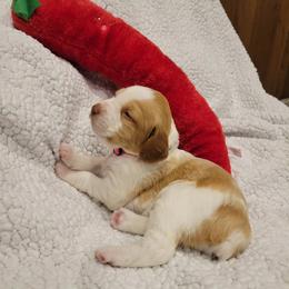 Girl 2 - Orange and white female Brittany puppy in Houston, Texas from Free Range Bird Dogs