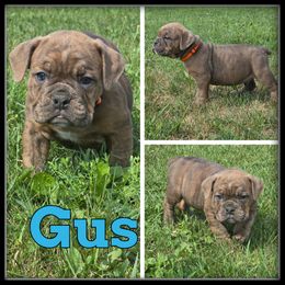 Gus - Brown brindle male Olde English Bulldogge puppy in Wheeler, Michigan from Haase Family Kennels