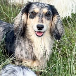 Gracie - Dachshund
