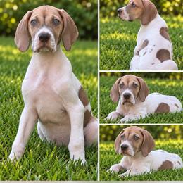 Smores - Mantle male Great Dane puppy in Florida from Beachside Kennels