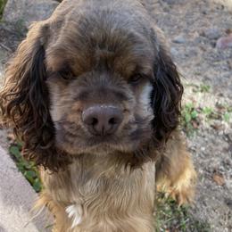 Lilly - Cocker Spaniel