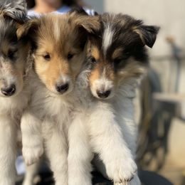Collie Puppies from Cadie's Collies