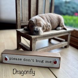 Dragonfly - Apricot male Goldendoodle puppy in Pleasant Prairie, Wisconsin from Prairie Doodle Dogs