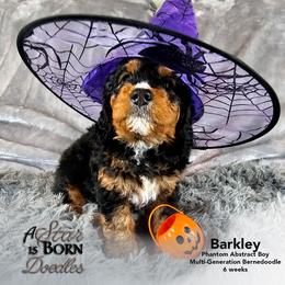 Bernedoodle Puppies from A Star is Born Doodles