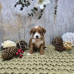 Adelie - Red  female Goldendoodle puppy in Floyd, Virginia from Hearts and Paws Poodles and Doodles