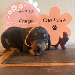 Fathers Day Ready Orange Girl - Black and tan female Black and Tan Coonhound puppy in Pueblo, Colorado from BT Coonhound