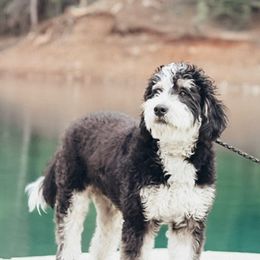 Bernedoodles and Goldendoodles from Perfect Paws
