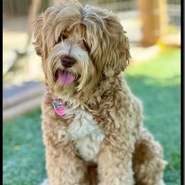 Simba - Australian Labradoodle