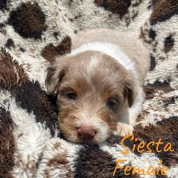 Siesta - Red merle female Aussiedoodle puppy in Cleveland, Tennessee from C&S Kennels