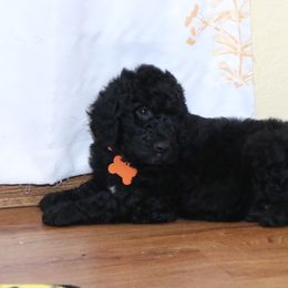 Poodle Puppies from RK'S Pets