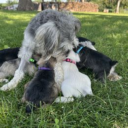 Miniature Schnauzer puppies from Maple’s Cockapoo's and Libby's Schnauzer Puppies