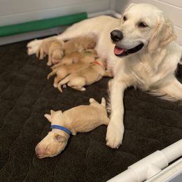 Golden Retriever Puppies from Honeyroux Goldens