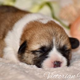 Ginger - Red female Pembroke Welsh Corgi puppy in East Canton, Ohio from Victorian Farms