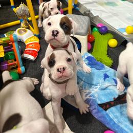 Boy 7 - brown - White male Boxer puppy in Nashville, Tennessee from Best Friends over 20+ years experience
