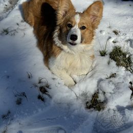 Nala - Pembroke Welsh Corgi