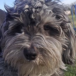 Bentley - Merle male Maltipoo puppy in Lebanon, Kentucky from Mosaic Merle Doodles