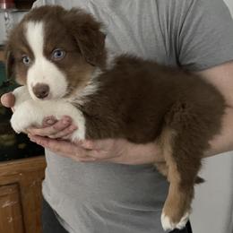 Kit - Red tri-color female Australian Shepherd puppy in Kenosha, Wisconsin from Out of this World Aussies