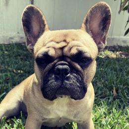 French Bulldogs from Blessed and Boujee Frenchies