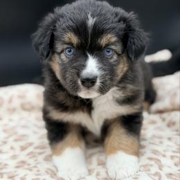 Girl 2 - Black tri female Miniature Australian Shepherd puppy in Arcadia, Indiana from Sunset Cowgirl Mini Aussies