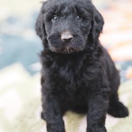 Acadia - female Newfypoo puppy in Marshallville, Ohio from Windy Hill Dogs