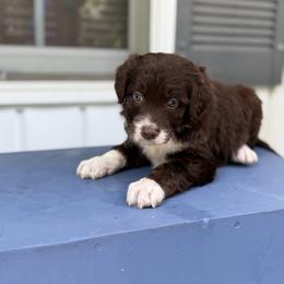 Bordoodle Puppies from Borders of Eby Eden