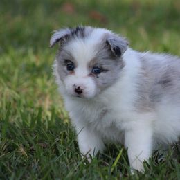 Female 3 - Blue merle female Border Collie puppy in Tylertown, Mississippi from Cool Meadow Farms