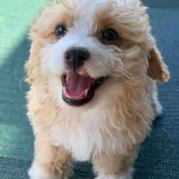 Baylor - Yellow and white male Bernedoodle puppy in Port Saint Lucie, Florida from Eastside Paws LLC