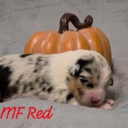 Girl 3 - Blue merle female Australian Shepherd puppy in Palm Coast, Florida from Calypso Chow Chows and Australian Shepherds