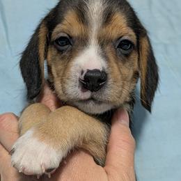 Black Collar Boy - Black tan and white male Beagle puppy in Dayton, Ohio from Copper Sky Beagles