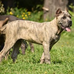 Dax - Gray brindle male Cane Corso puppy in Chestertown, Maryland from Willow Creek Cane Corsos