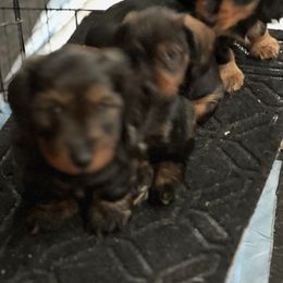 Dachshunds from Irene's Dachshunds