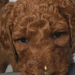 Princess Diana Red Rosa - Poodle puppy from Rosa Red Standard Poodles