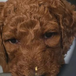 Princess Diana Red Rosa - Poodle puppy from Rosa Red Standard Poodles