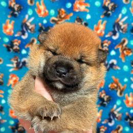 Hanabi - Red male Shiba Inu puppy in Marshall, Minnesota from Tobitatsu Shiba Inu
