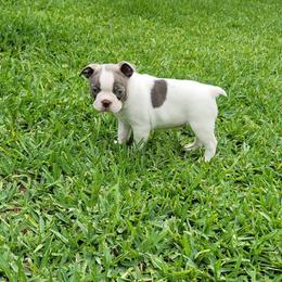Pearl - Seal and white female Boston Terrier puppy in Katy, Texas from Mei's Boston Terriers