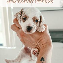 Miss Peanut Express - Parti female Goldendoodle puppy in Punta Gorda, Florida from Transformation Acres Goldendoodle