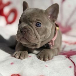 Lucy - Tricolors female French Bulldog puppy in Hemet, California from Bowman Pups