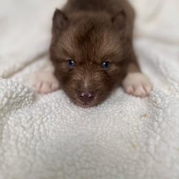 Carmelita - Red and white female Siberian Husky puppy in London, Ohio from Rose Trail Siberian’s