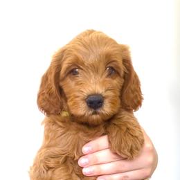 "Fred" Goldendoodle Puppies from Indy Goldendoodles