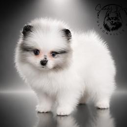 Gemma (Teacup and blue eyes) - Blue merle female Pomeranian puppy in Fultonville, New York from Sandy Aussies & Pomeranians