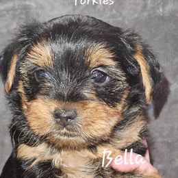 Bella - Black and tan female Yorkshire Terrier puppy in West Plains, Missouri from Brinkley Yorkies