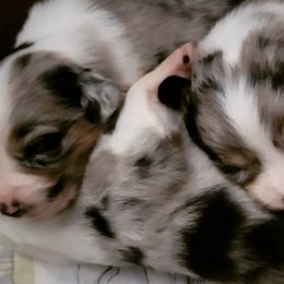 Australian Shepherds from Chaos Ridge