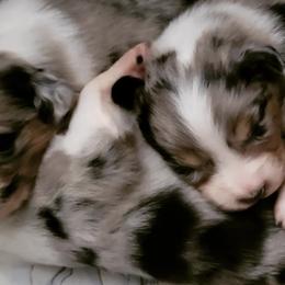 Australian Shepherds from Chaos Ridge