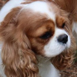 Claire - Cavalier King Charles Spaniel