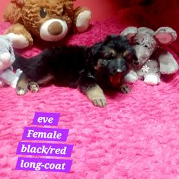 Eve Purple Collar - Black and red female German Shepherd puppy in Bedias, Texas from TiPi S Ranch's German Shepherds
