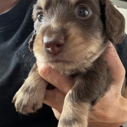 Dachshund Puppies from Lone Star Dachshunds