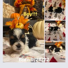 Biewer Terrier Puppies from Southern Star Biewers