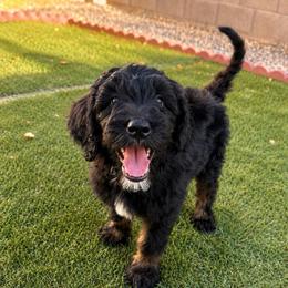 Storm - Phantom female Goldendoodle puppy in Glendale, Arizona from CocoLove Doodles