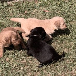 Goldendoodle Puppies from Izzy's Doodles