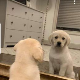 Labrador Retriever Puppies from Scioto Labradors